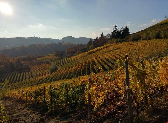 Poderi Moretti panorama vigneti autunno www.morettivini.it Monteu Roero  